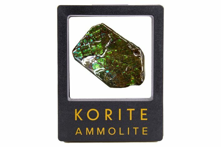 Iridescent Ammolite (Fossil Ammonite Shell) - Brilliant Greens #316760